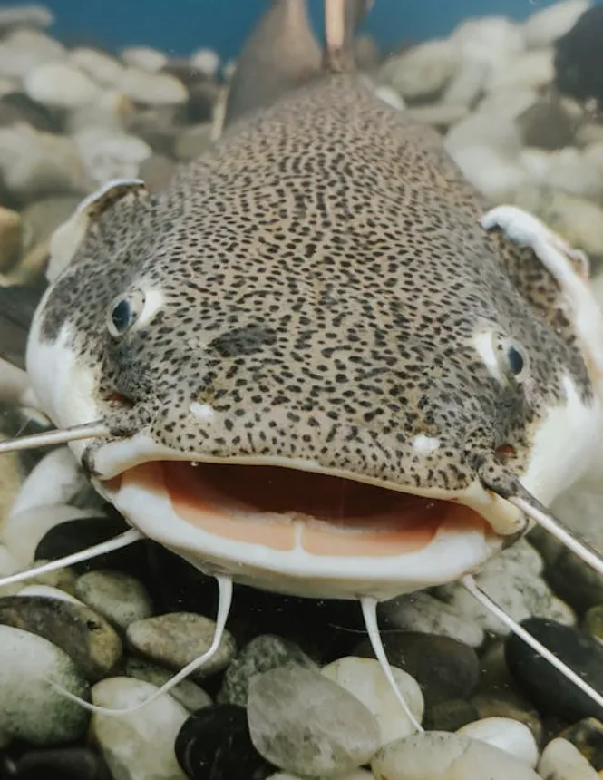 Boz Lelekli Kedi Balığı balığı