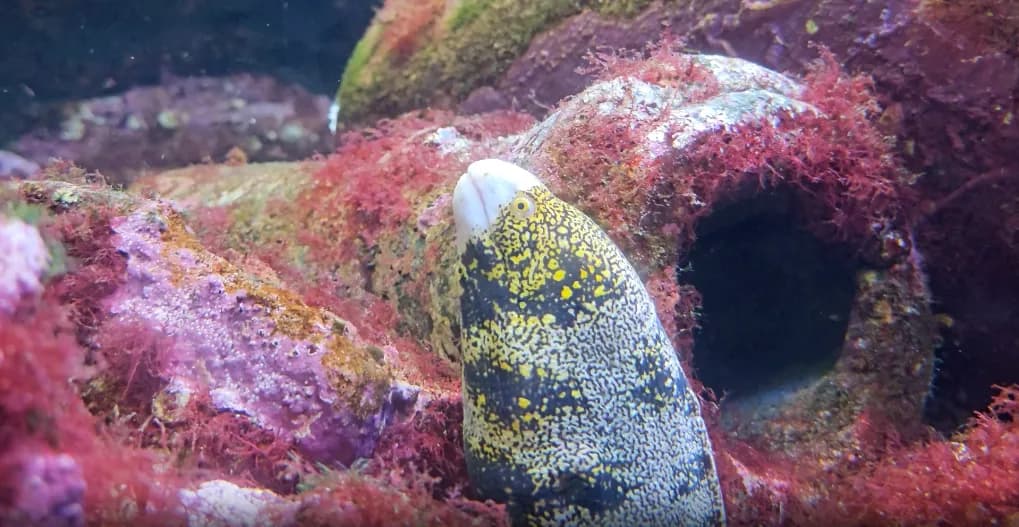 Avrupa yılan balığı (Anguilla anguilla), Amerikan yılan balığı (Anguilla rostratris), Japon yılan balığı, Konger Balığı balığı