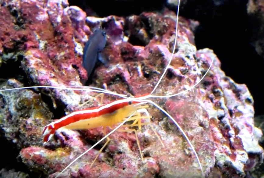 Beyazpencere karidesi balığı