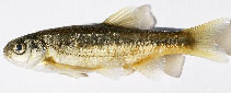 Pamphylian spring minnow