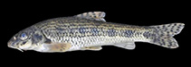 Sakarya Gudgeon